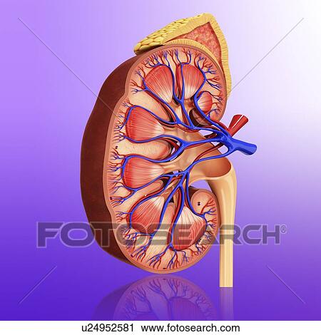 Human kidney, artwork View Large Illustration Clip Art - Human kidney, artwork. Fotosearch