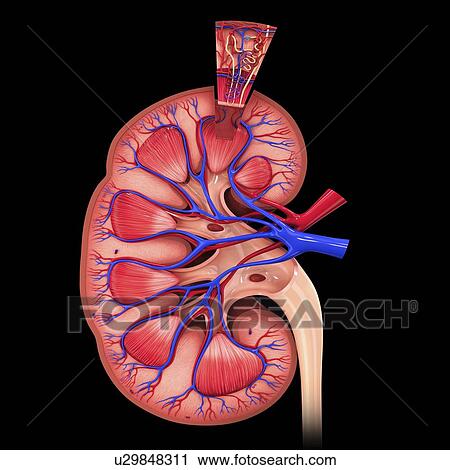 Clip Art - Human kidney, artwork. Fotosearch