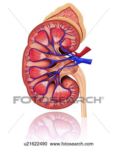 Human kidney, artwork View Large Illustration Clipart - Human kidney, artwork. Fotosearch