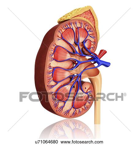 Clipart - Human kidney, artwork. Fotosearch