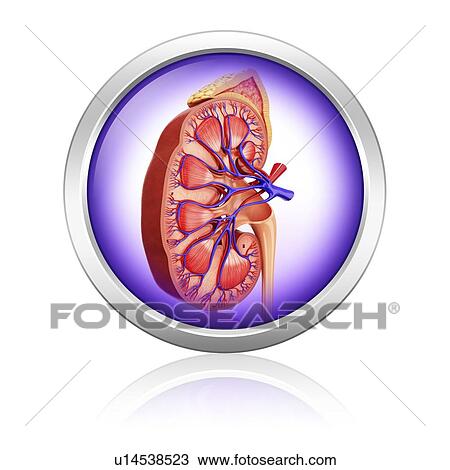 Human kidney, artwork View Large Illustration Drawing - Human kidney, artwork. Fotosearch