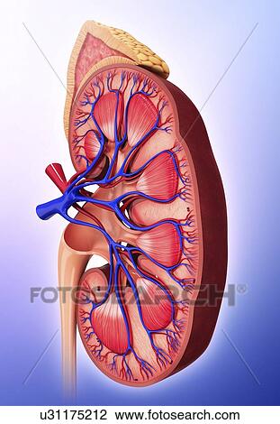 Drawing - Human kidney, artwork. Fotosearch