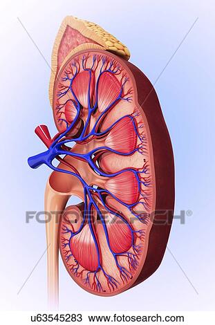 Drawing - Human kidney, artwork. Fotosearch