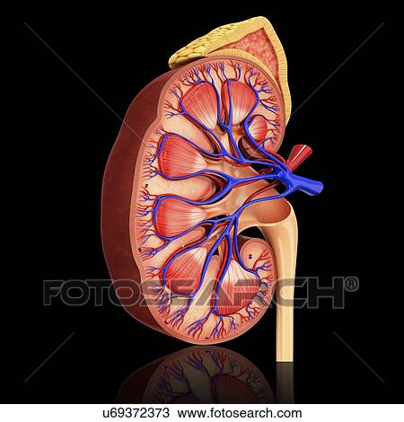 Drawing - Human kidney, artwork. Fotosearch