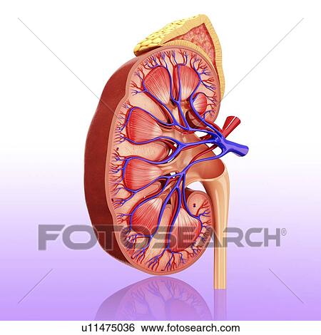 Stock Illustration - Human kidney, artwork. Fotosearch