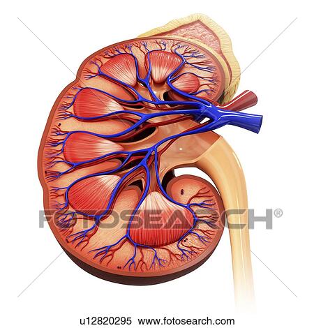 Human kidney, artwork View Large Illustration Stock Illustration - Human kidney, artwork. Fotosearch