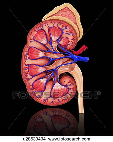 Human kidney, artwork View Large Illustration Stock Illustration - Human kidney, artwork. Fotosearch