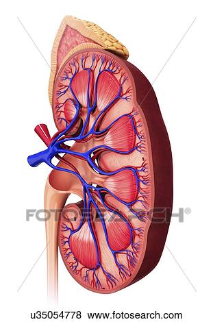 Human kidney, artwork View Large Illustration Stock Illustration - Human kidney, artwork. Fotosearch