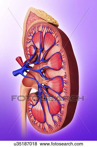 Stock Illustration - Human kidney, artwork. Fotosearch