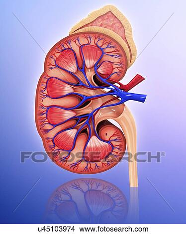 Stock Illustration - Human kidney, artwork. Fotosearch