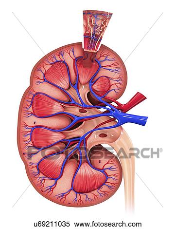 Human kidney, artwork View Large Illustration Stock Illustration - Human kidney, artwork. Fotosearch