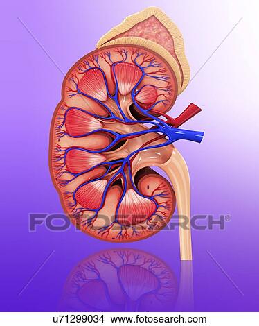 Human kidney, artwork View Large Illustration Stock Illustration - Human kidney, artwork. Fotosearch