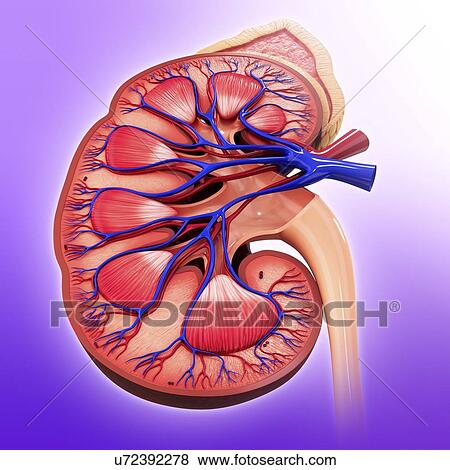Stock Illustration - Human kidney, artwork. Fotosearch