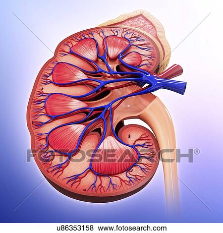 Stock Illustration - Human kidney, artwork. Fotosearch