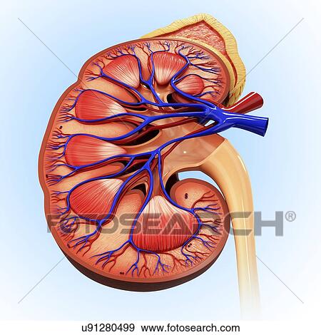 Stock Illustration - Human kidney, artwork. Fotosearch