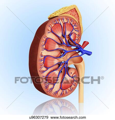 Human kidney, artwork View Large Illustration Stock Illustration - Human kidney, artwork. Fotosearch
