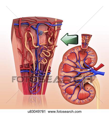Clip Art - Human kidney nephron, artwork. Fotosearch