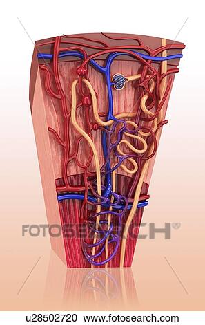 Human kidney nephron, artwork View Large Illustration Clipart - Human kidney nephron, artwork. Fotosearch