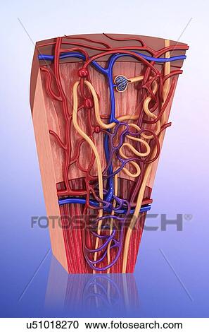 Clipart - Human kidney nephron, artwork. Fotosearch