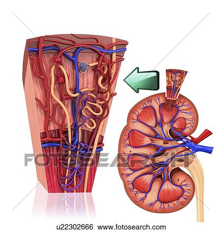 Human kidney nephron, artwork View Large Illustration Stock Illustration - Human kidney nephron, artwork. Fotosearch