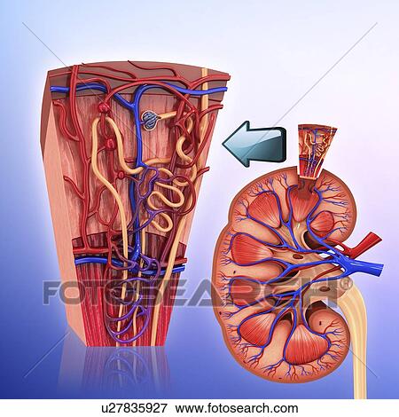 Stock Illustration - Human kidney nephron, artwork. Fotosearch