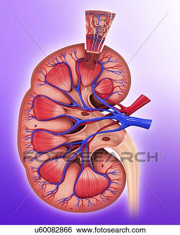 Stock Illustration - Human kidney nephron, artwork. Fotosearch
