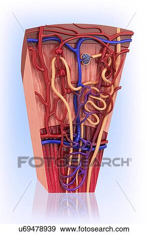 Stock Illustration - Human kidney nephron, artwork. Fotosearch