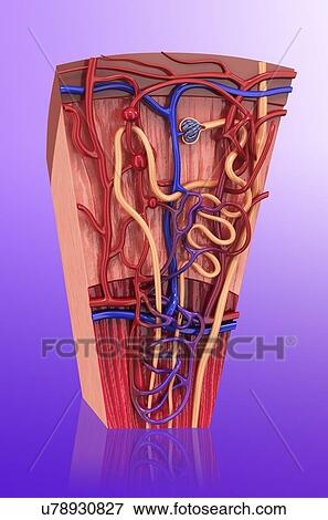 Stock Illustration - Human kidney nephron, artwork. Fotosearch