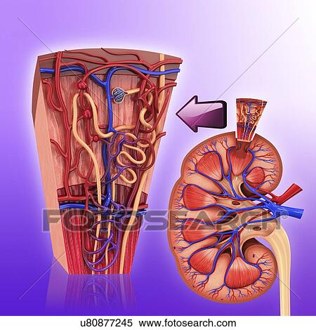 Human kidney nephron, artwork View Large Illustration Stock Illustration - Human kidney nephron, artwork. Fotosearch