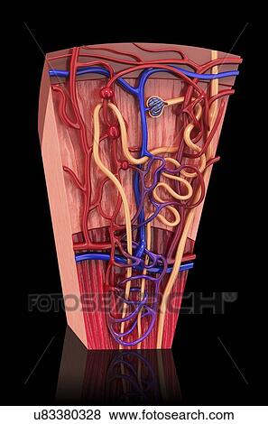 Stock Illustration - Human kidney nephron, artwork. Fotosearch