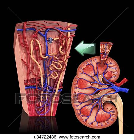 Stock Illustration - Human kidney nephron, artwork. Fotosearch