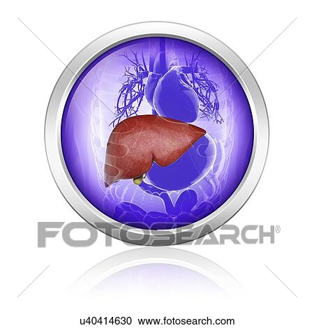 Clipart - Human liver and gall bladder, artwork. Fotosearch