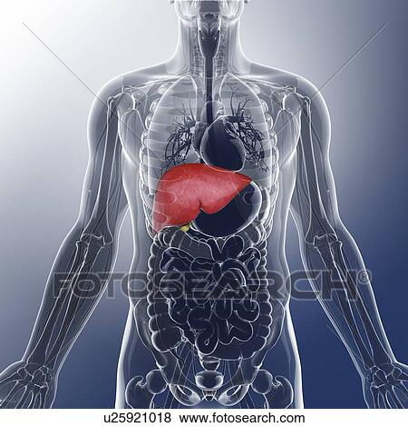 Stock Illustration - Human liver and gall bladder, artwork. Fotosearch