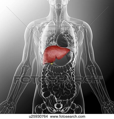 Human liver and gall bladder, artwork View Large Illustration Stock Illustration - Human liver and gall bladder, artwork. Fotosearch