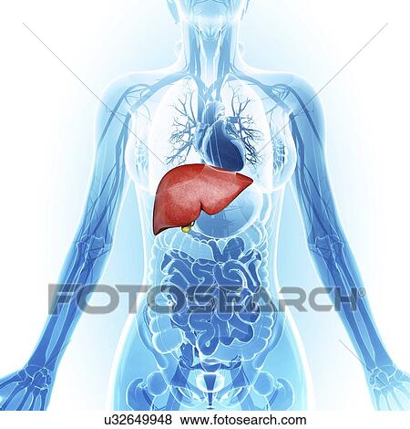 Human liver and gall bladder, artwork View Large Illustration Stock Illustration - Human liver and gall bladder, artwork. Fotosearch