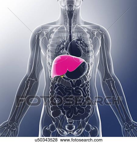 Stock Illustration - Human liver and gall bladder, artwork. Fotosearch