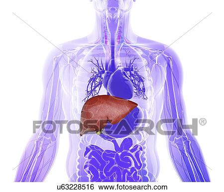 Stock Illustration - Human liver and gall bladder, artwork. Fotosearch