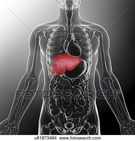 Stock Illustration - Human liver and gall bladder, artwork. Fotosearch
