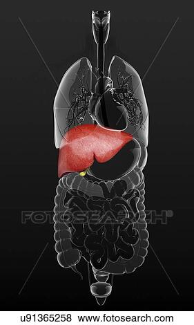 Human liver and gall bladder, artwork View Large Illustration Stock Illustration - Human liver and gall bladder, artwork. Fotosearch