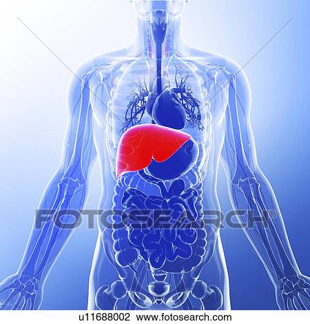 Human liver, artwork View Large Illustration Drawing - Human liver, artwork. Fotosearch