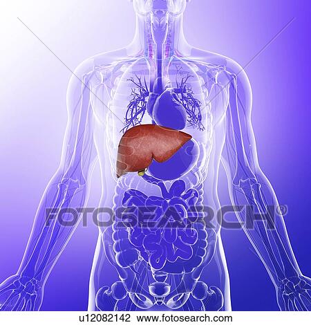 Drawing - Human liver, artwork. Fotosearch