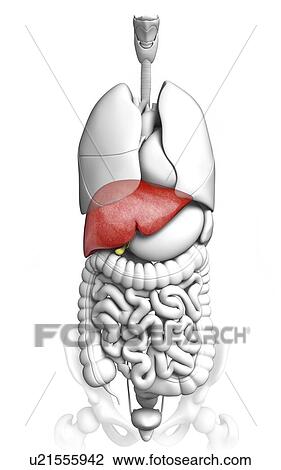 Drawing - Human liver, artwork. Fotosearch