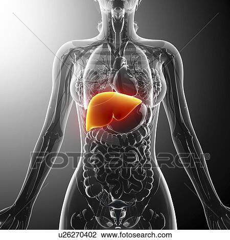 Human liver, artwork View Large Illustration Drawing - Human liver, artwork. Fotosearch