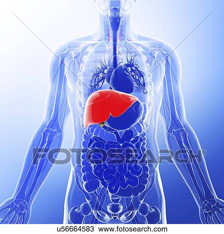 Human liver, artwork View Large Illustration Drawing - Human liver, artwork. Fotosearch