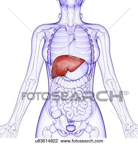 Human liver, artwork View Large Illustration Drawing - Human liver, artwork. Fotosearch