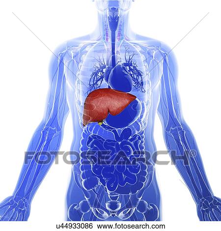 Stock Illustration - Human liver, artwork. Fotosearch