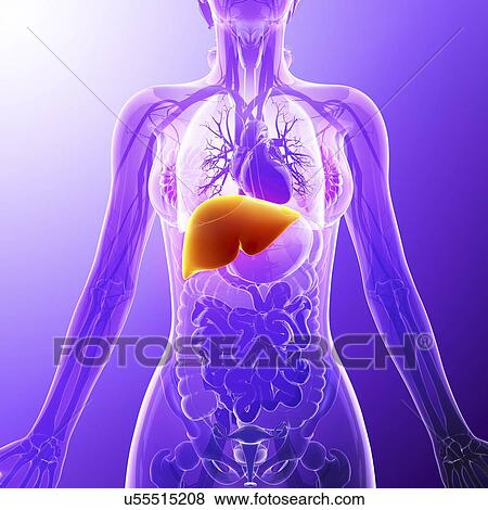 Stock Illustration - Human liver, artwork. Fotosearch