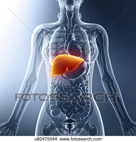 Human liver, artwork View Large Illustration Stock Illustration - Human liver, artwork. Fotosearch