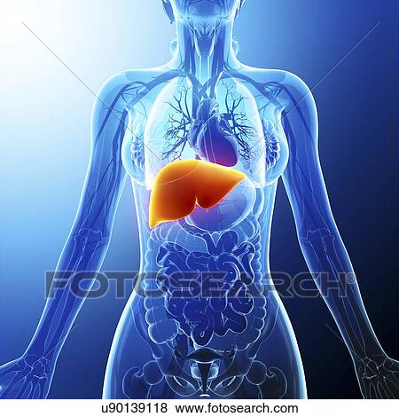 Stock Illustration - Human liver, artwork. Fotosearch