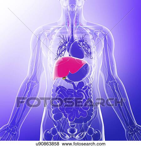 Stock Illustration - Human liver, artwork. Fotosearch
